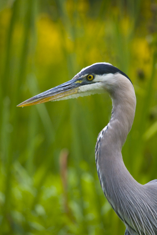 Great Blue Heron